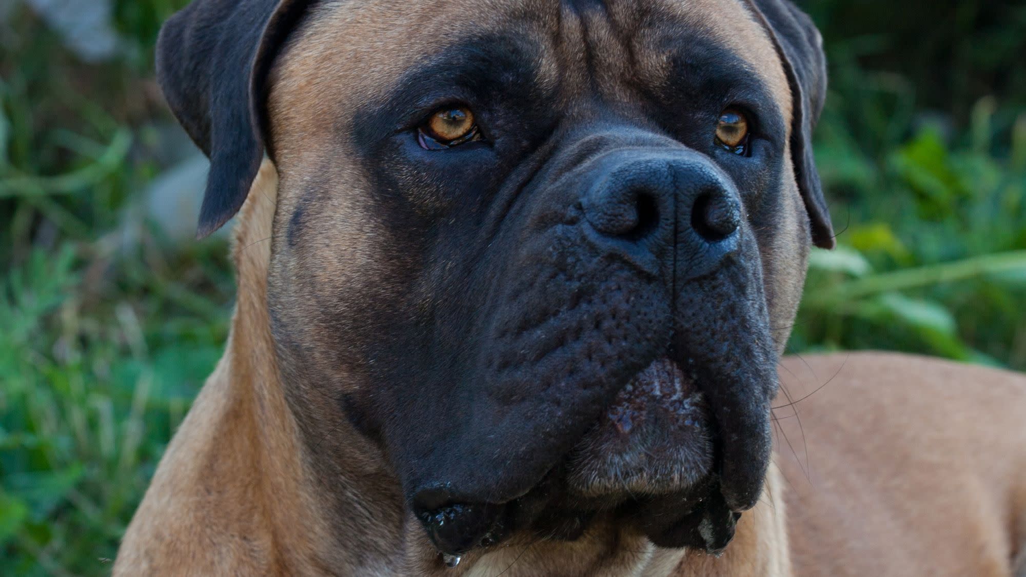 Darwendale Farmer Whose Rabid Boerboel Dogs Mauled 10-Year-Old Boy Faces culpable Homicide Charge