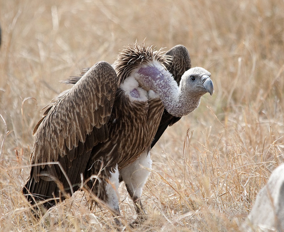Poisoning And Traditional Beliefs Threaten Zimbabwe’s Vultures