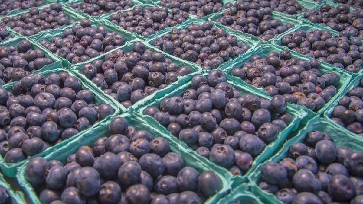 Zimbabwe To Sell Blueberries To China In Landmark Deal
