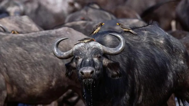 Sanyati Villagers Warned To Stay Alert As Buffaloes Roam Free
