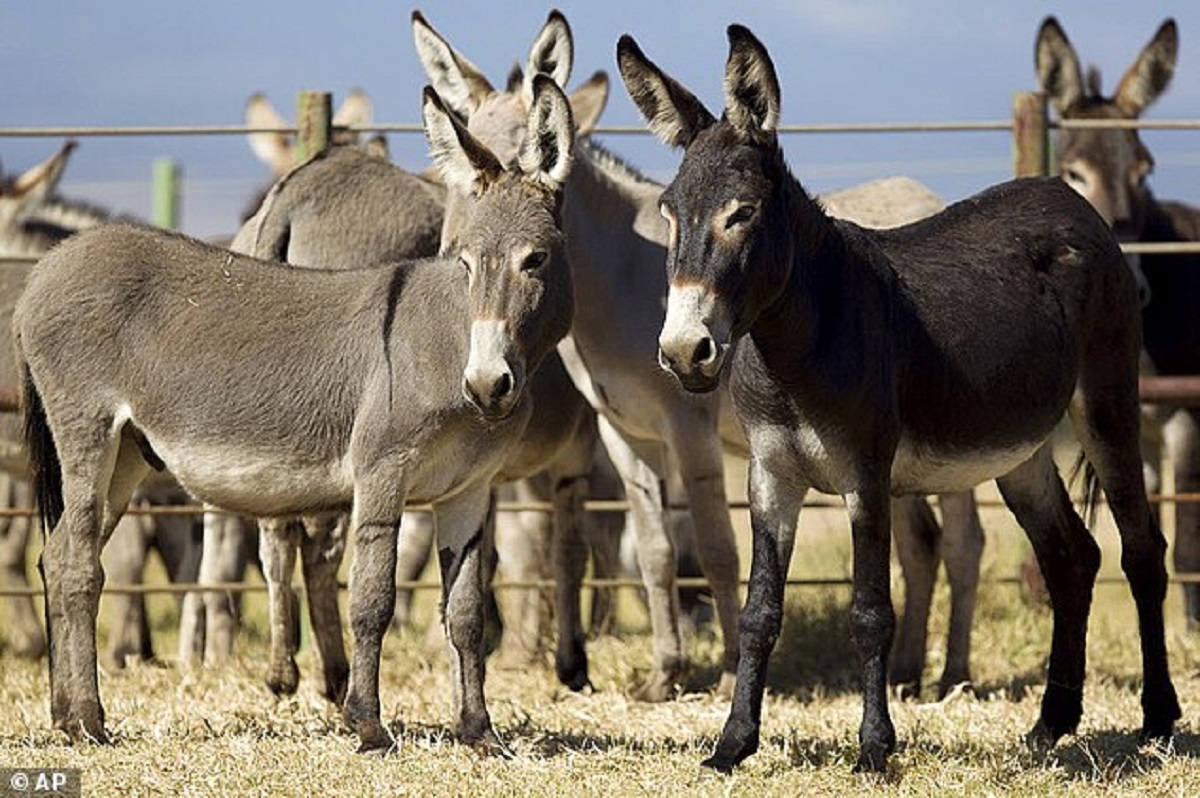 Bulawayo Struggles With Donkey Menace In Suburbs
