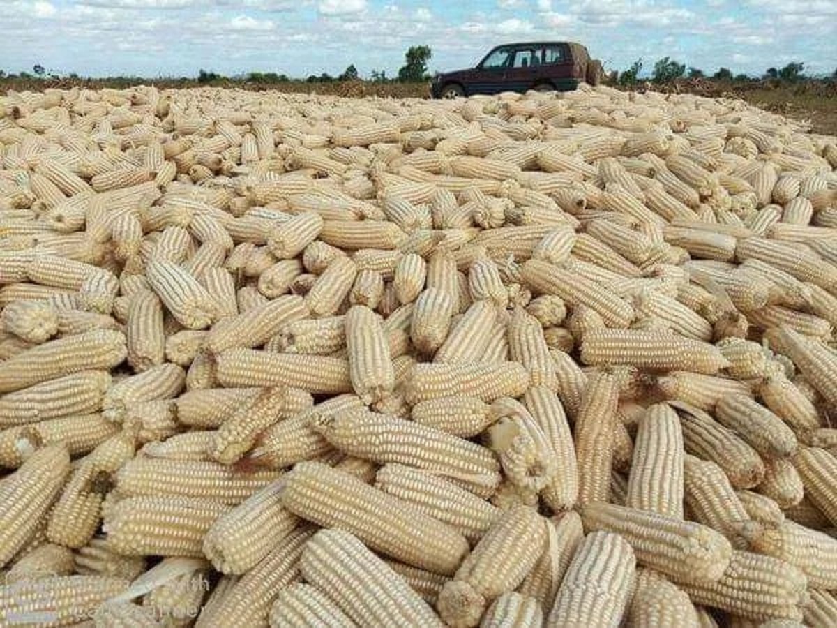 Zimbabwe’s Maize Harvest Rebounds But Falls Short Of Govt Forecast