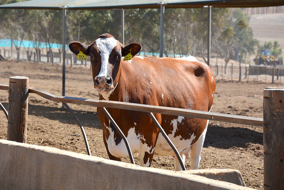 Zimbabwe’s Raw Milk Output Rises 4%
