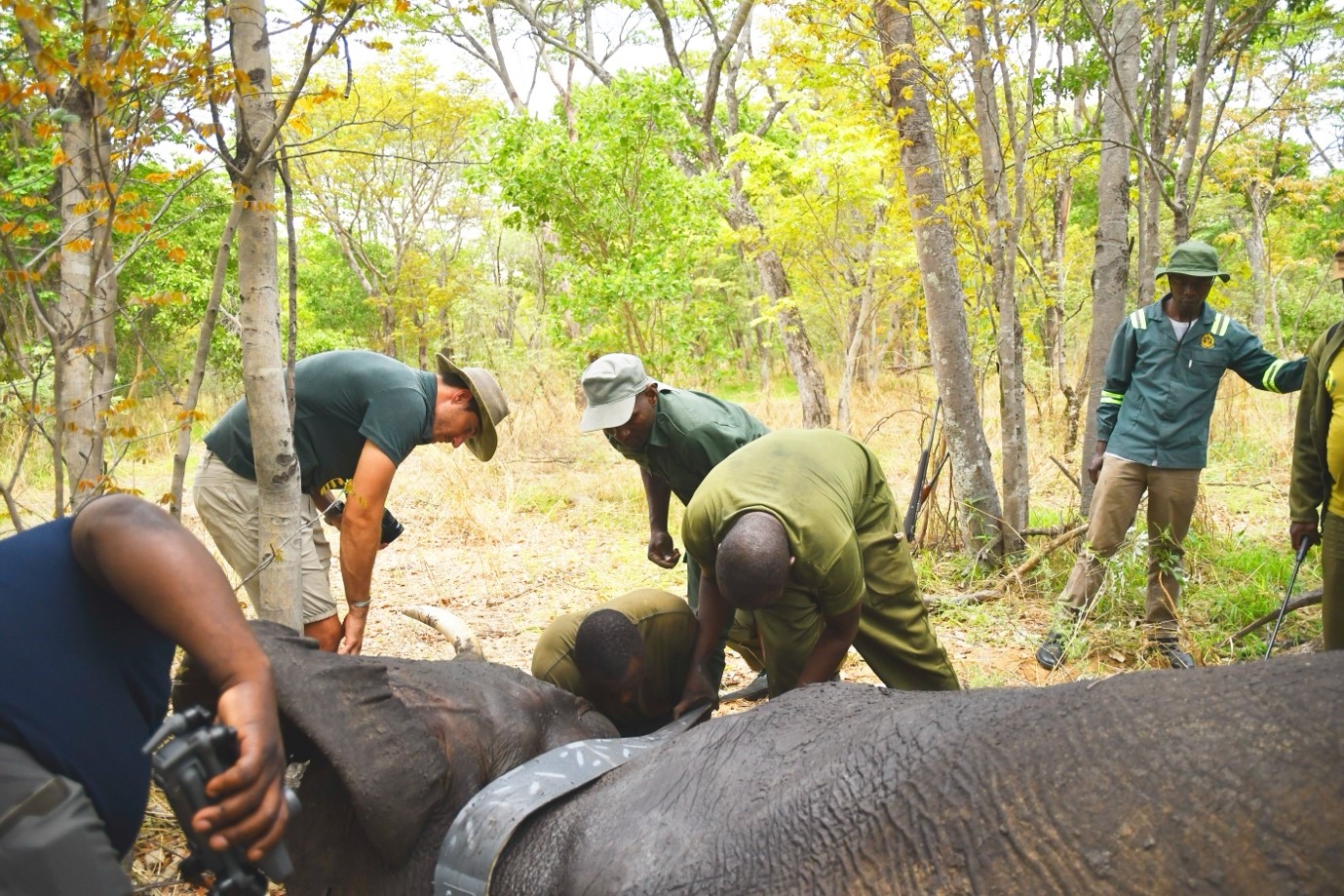 Eight Elephants In Hwange National Park Fitted With GPS Tracking Devices