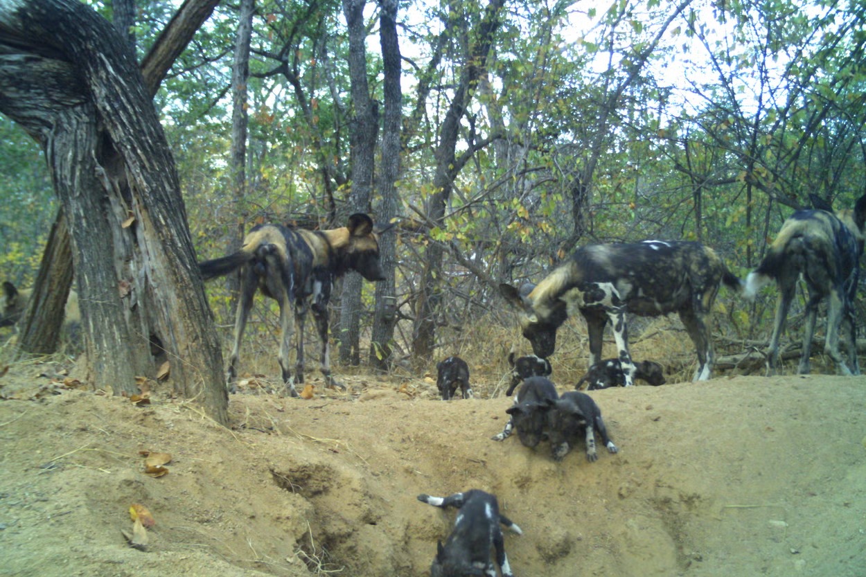 Trump Aid Cuts Blamed For Killing Of Six Wild Dog Pups In Road Accident In Zimbabwe