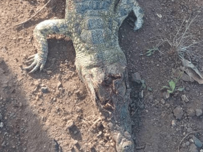 Two Chiredzi Boys Aged 8 And 9 Kill Crocodile, Drag It Home