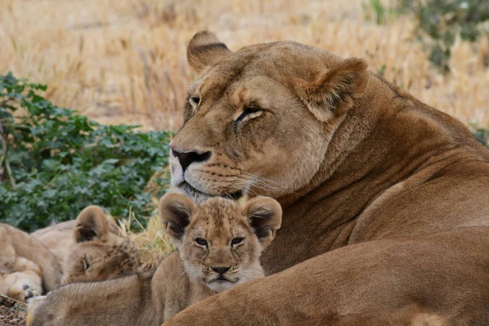 25-Year-Old Injured In Night Attack By Lion Cubs In Hwange