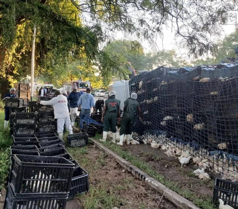 Lorry Carrying 4,000 Chickens Collides With Car In Bulawayo