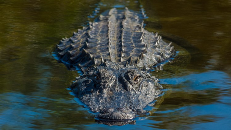 Three-Year-Old Boy Seized By Crocodile In Hwange