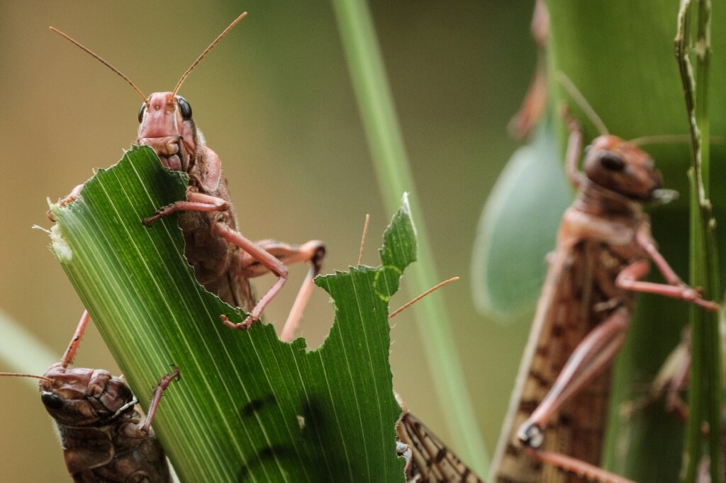 Hwange Farmers’ Hopes Dashed By Locust Invasion