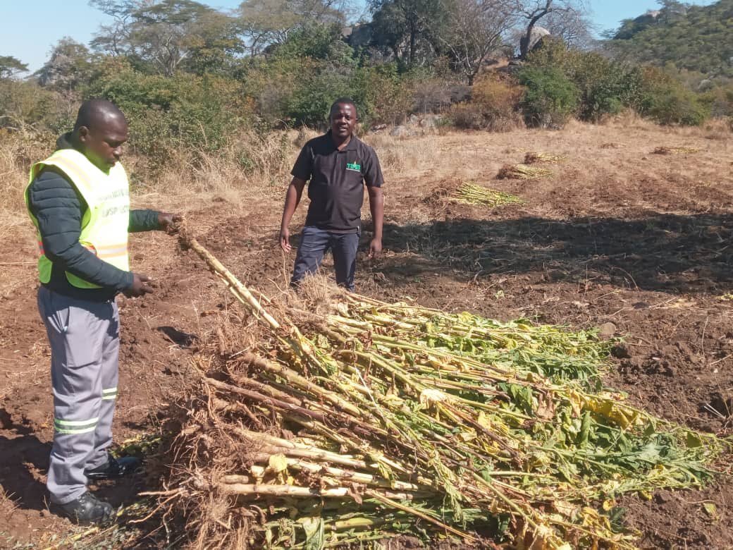 TIMB Orders Farmers To Destroy Tobacco Stalks After Harvest