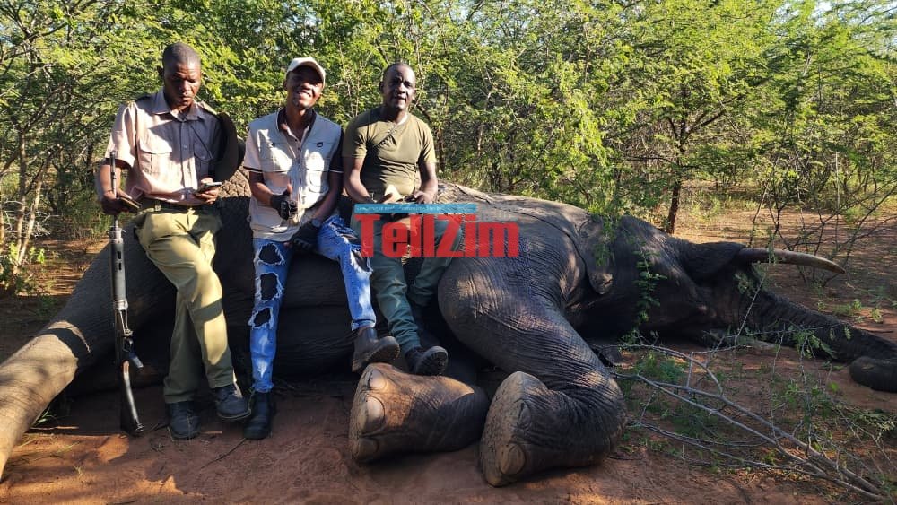 Two Stray Elephants Killed After Two-Day Operation In Zaka