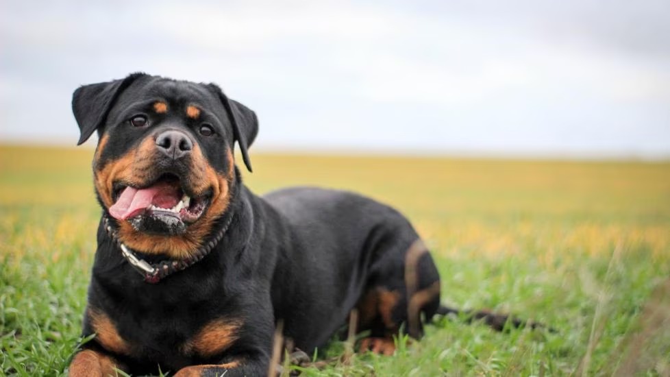 Rottweiler mauls 8-month-old baby to death in her mother’s arms
