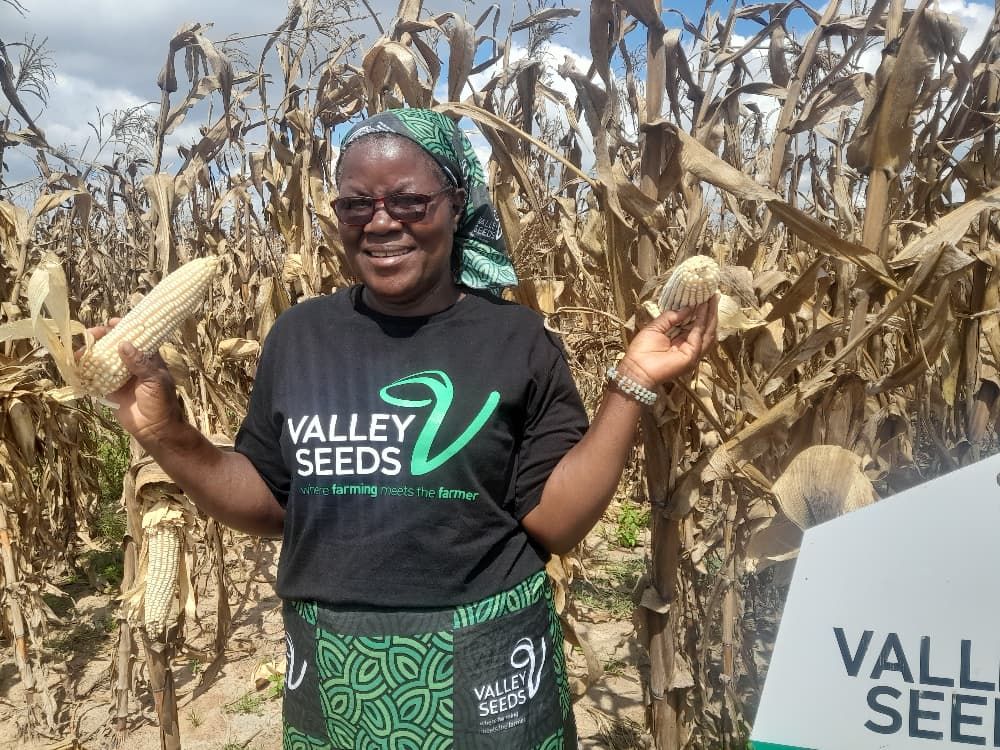 Female Teacher Named Best Farmer After Impressive Pfumvudza Yield In Masvingo