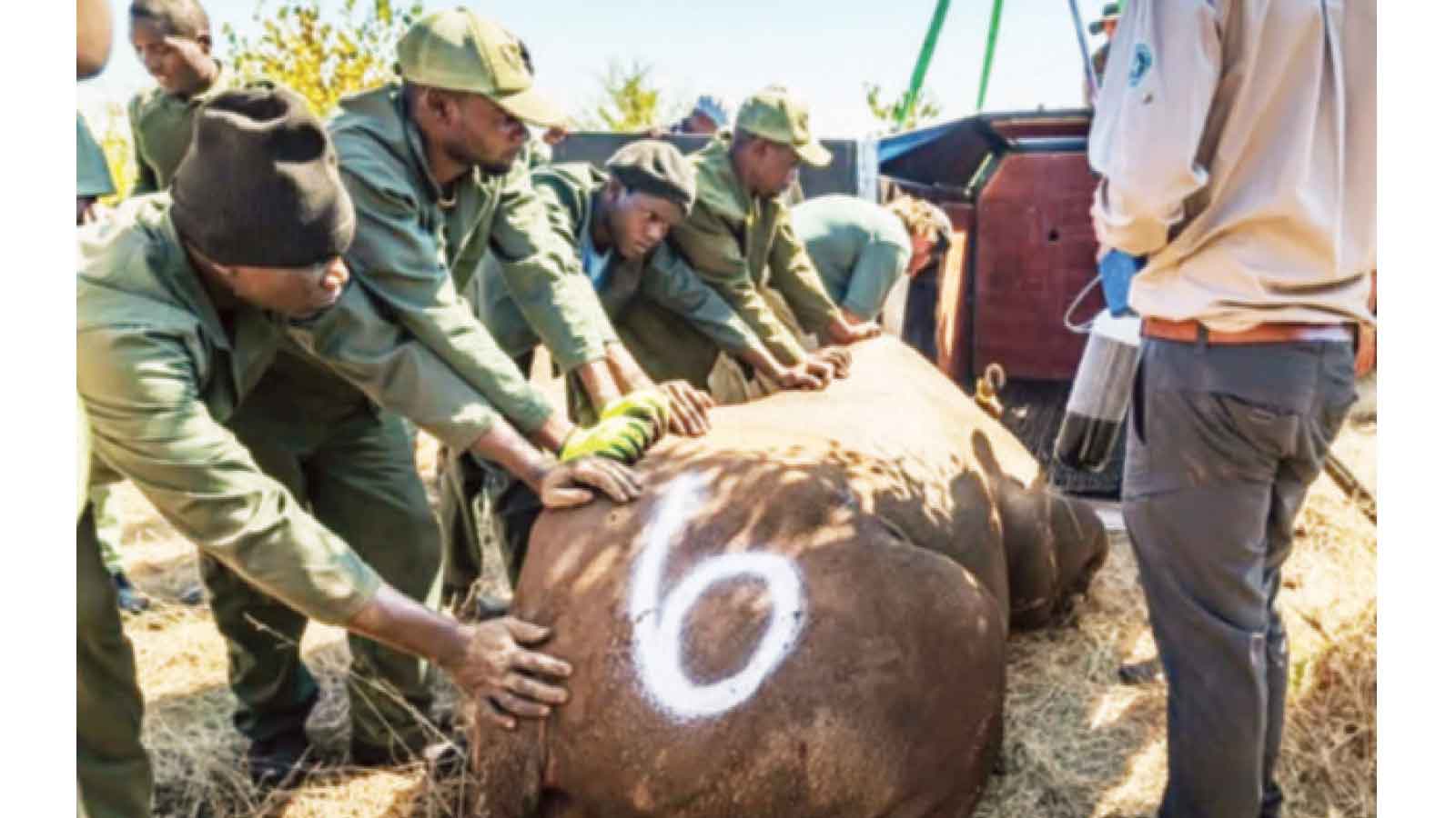 Endangered Black Rhinos Reintroduced To Matusadona After 30 Years