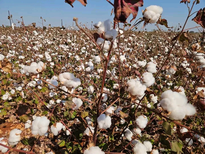 Agriculture Set For 6.9% Growth In 2026, Says Mthuli