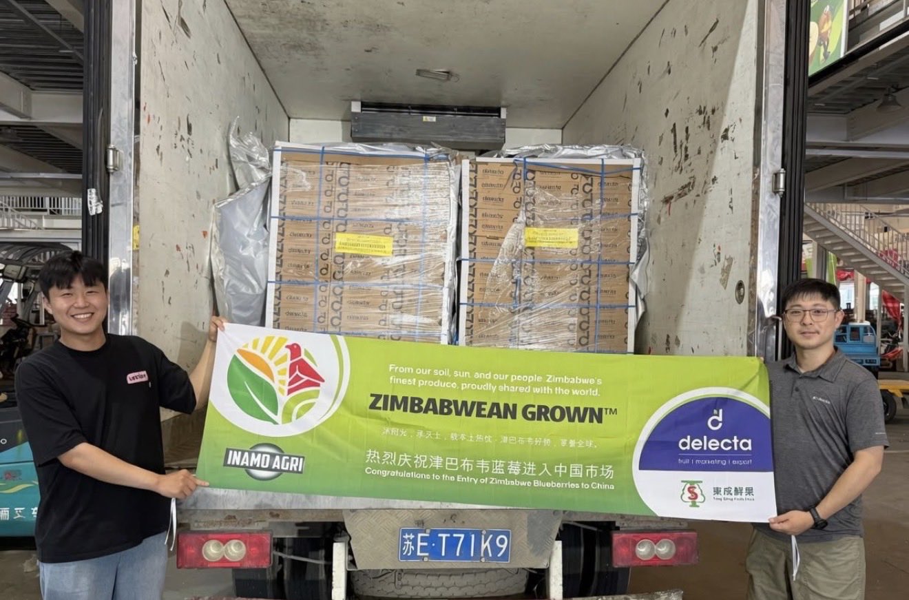 Zimbabwe Exports First Fresh Blueberries To China