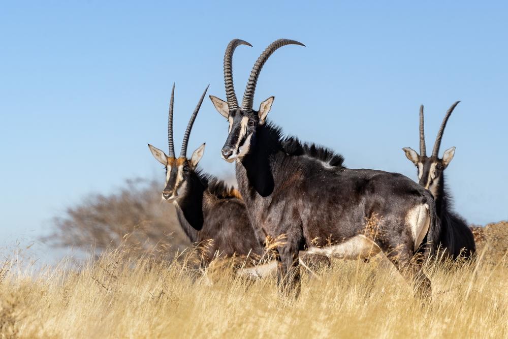 Activist Questions Secrecy In Zimbabwe Wildlife Transfer To Equatorial Guinea