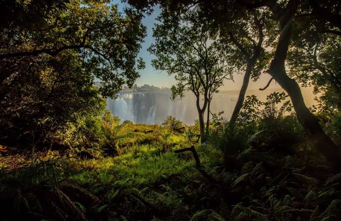 Victoria Falls Rainforest Temporarily Closed After Elephant Sighting