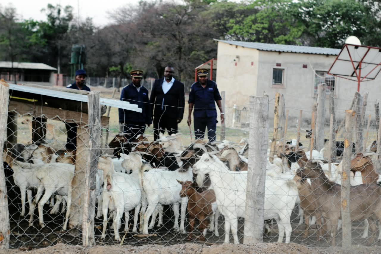ZRP recovers 17 goats in Beatrice, eight bags of stolen beef in featherstone
